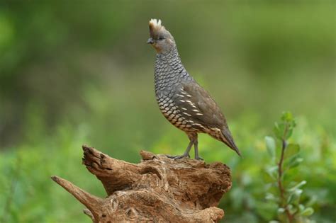 Scaled quail - Texas Hill Country