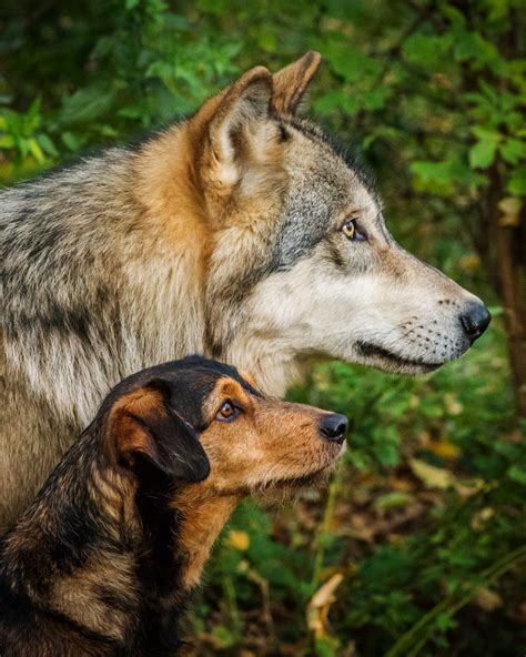 size of wolves compared to dogs 4