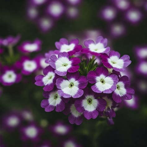 Verbenas: El truco para tener color sin parar en tus macetas colgantes