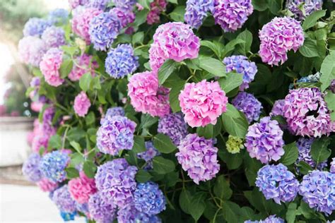 Hydrangea vs. Rhododendron: How to Tell the Difference - A-Z Animals