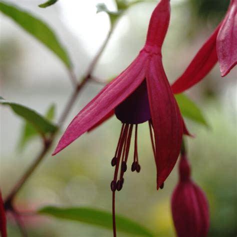 Fuchsia Bella Rosella - Fuchsiahaven