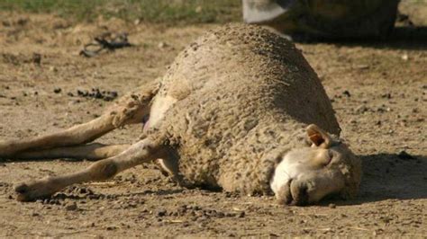 La Enfermedad De La Lengua Azul Afecta A Los Humanos Podemos Beber