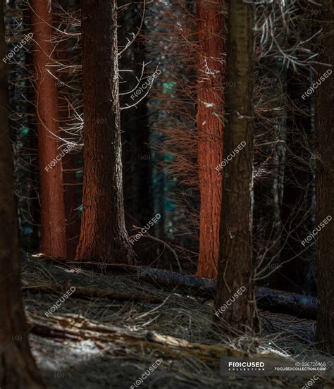 Naked Trees In Forest Thicket Landscape Stock Photo 236726468