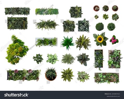 30 Plants Top View Transparent Background Stock Photo 2250947423