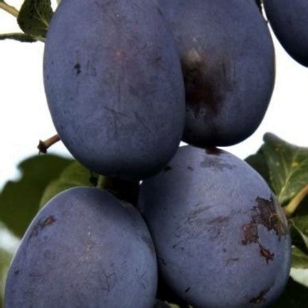 Slivka Haganta - E-stromceky.sk