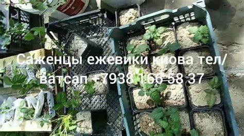 Ежевика Киова саженцы - YouTube