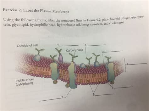 Solved Exercise 2: Label the Plasma Membrane Using the | Chegg.com 