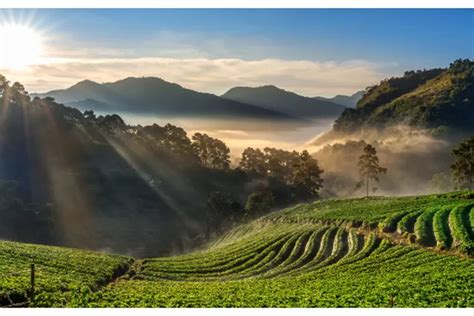 Bukan Hanya Di Jember Ini Dia 4 Wisata Kebun Teh Di Jawa Timur Yang