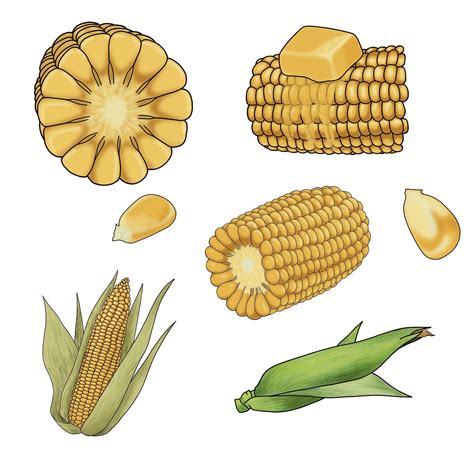 Free corn on the cob, Download Free corn on the cob png images, Free ...