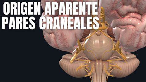 Origen Aparente De Pares Craneales Youtube