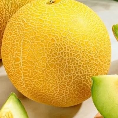 Дыня Лада: описание и характеристики сорта, особенности посадки и ...