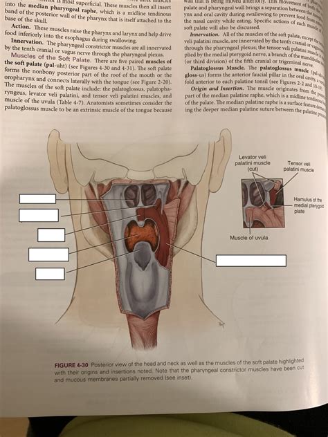 Muscles Of Head And Neck And Soft Palate Diagram Quizlet