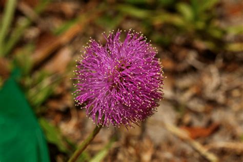 Arbustes Fleurs Violettes Mauves Ou Pourpres Planter En Octobre