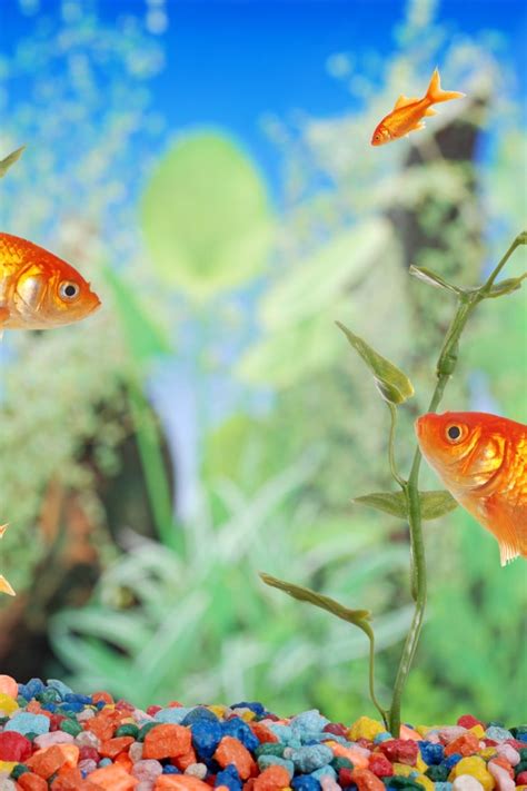 Pet Fish Pictures