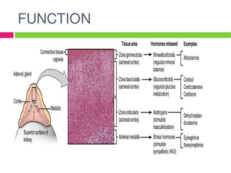 Adrenal Gland Layers | Free Images at Clker.com - vector clip art