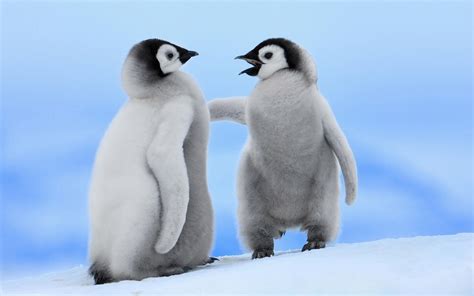 animals, Baby Animals, Penguins, Birds Wallpapers HD / Desktop and ...