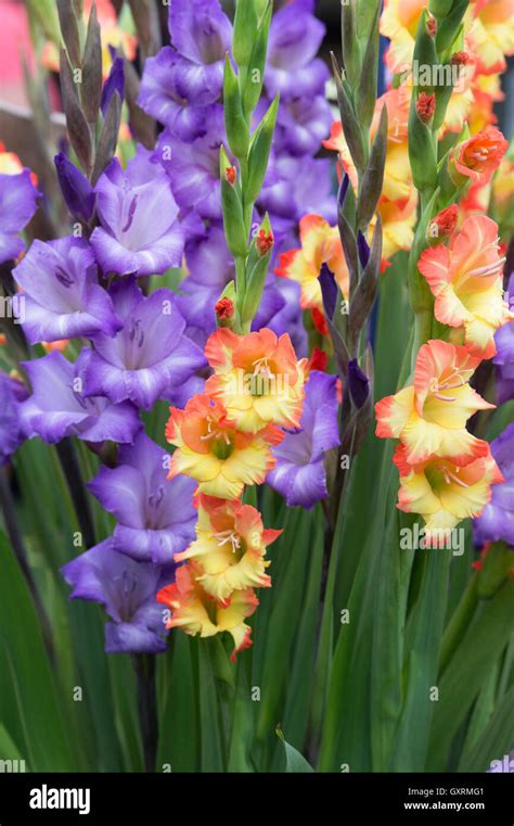 Gladiolus Gladioli Flower Display High Resolution Stock Photography And