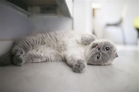 Most Expensive House Cat