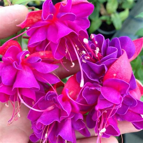 Фуксия (50+ Фото) - Выращивание, Уход, Размножение +Отзывы