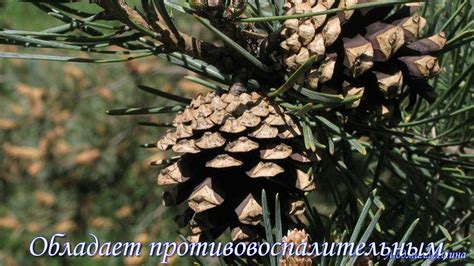 Компания НОВАЯ ЖИЗНЬ продукция Экстракт ХВОИ - YouTube