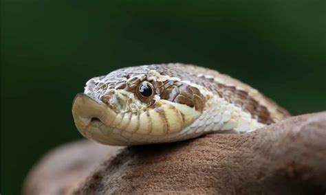 Hognose Snake A Z Animals