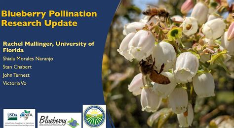 Blueberry Pollination Research Update