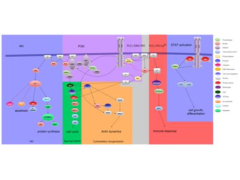 Pathways Signalisation RTK Anticorps Enligne Fr