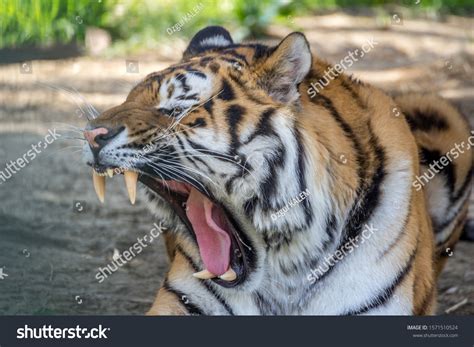 Tiger Showing Teeth Wildlife Stock Photo 1571510524 | Shutterstock