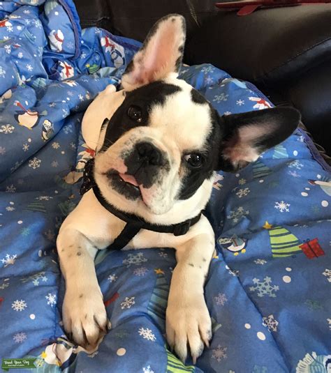 French Bulldog AKC White-Brindle Piebald - Stud Dog in California
