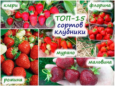 Nejlepší mezisezónní odrůdy jahod