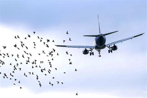 A New Installation For Scaring Birds In The Area Of Airports Was Created By Tomsk Scientists As