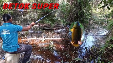 MANCING IKAN BETOK FULL STRIKE DI SPOT IDAMAN IKAN PAPUYU PUYU YouTube