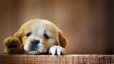 Puppy Snout Dog 1440P Resolution, , Background, and, 2560X1440 Dog, HD ...