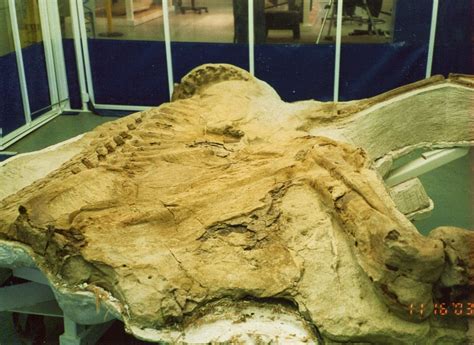 Mummified Dinosaur Leonardo