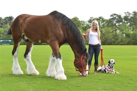 Budweiser Clydesdale Wallpaper - WallpaperSafari