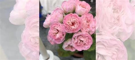 Kvarnlyckans Anna-Jeanette пеларгония купить в Омске | Товары для дома ...