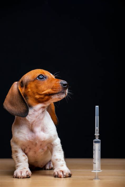 What Kind Of Insulin Do Dogs Take
