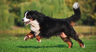 solid gold dog food review dry dog food advisor