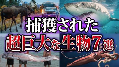 【ゆっくり解説】実在した⁈世界で捕獲された超巨大生物7選をゆっくり解説 Youtube