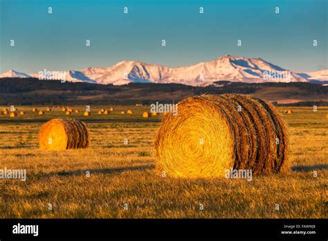 Large Round Hay Bales In A Field At Sunrise With Foothills And Snowy