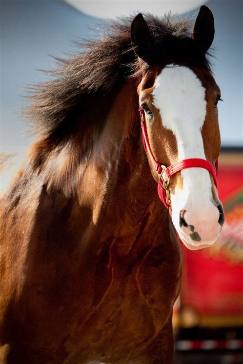 Clydesdale Pferde Reiten Pferd
