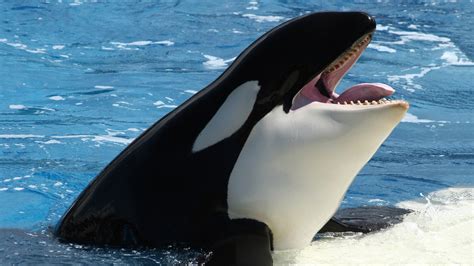 A Orca É Uma Baleia