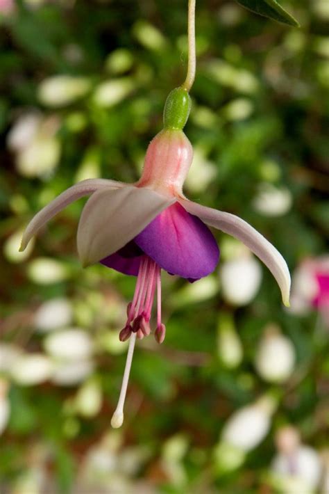 La Campanella | Hendriks Young Plants