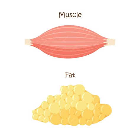 Premium Vector | Muscle and fat tissue icon Muscles mass gain weight