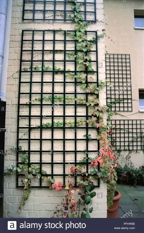 Parthenocissus Tricuspidata Boston Ivy Climbing Plant On Trellis