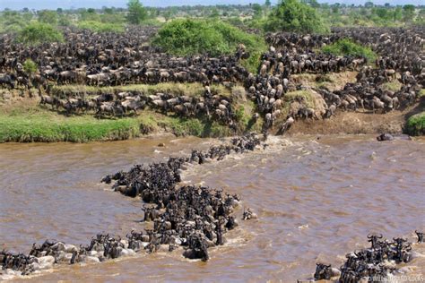 Blue Wildebeest Tanzania Photos Pictures Images