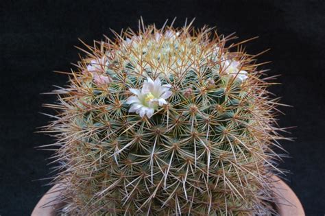 Mammillaria discolor