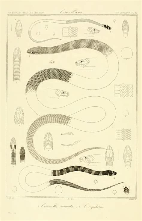 life  short  snakes  long december