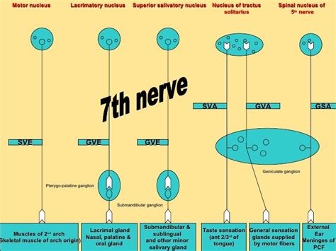Functional Components Of The Cranial Nerves Animated