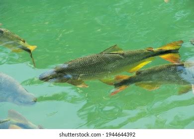 Piraputanga Fish On Bonito Brazil Stock Photo 1944644392 | Shutterstock